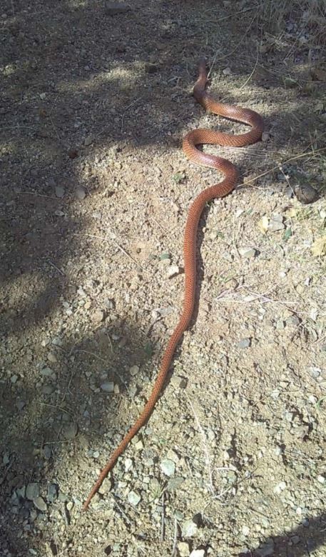 Uzmanlar o ili uyardı: Resmen toprağın altından fışkırıyor!